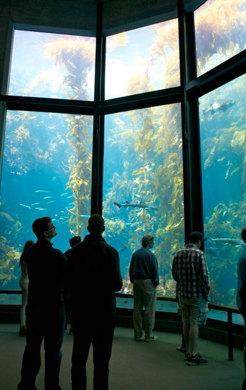 kelp tank